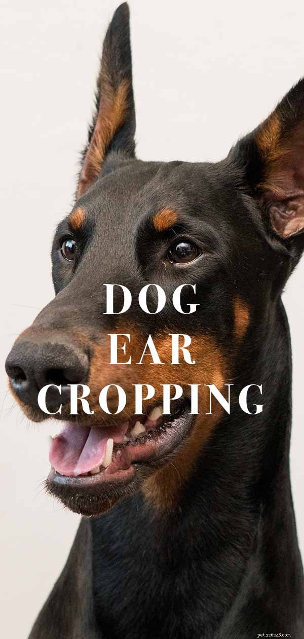 Hundöronklippning:ska du få din hunds öron beskuren?