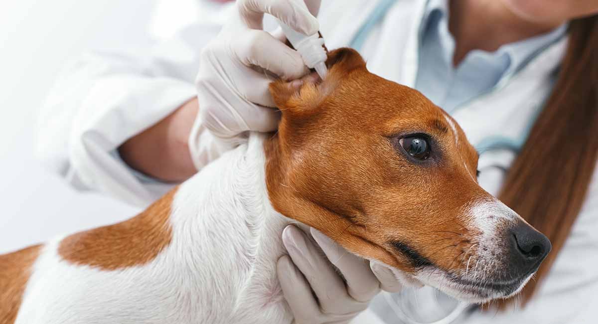 Oormijt bij honden - oorzaken, symptomen en behandeling