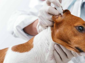 Ушной клещ у собак – причины, симптомы и лечение