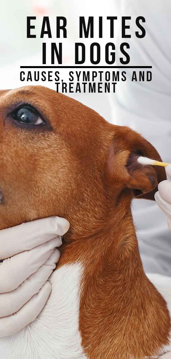 Oormijt bij honden - oorzaken, symptomen en behandeling