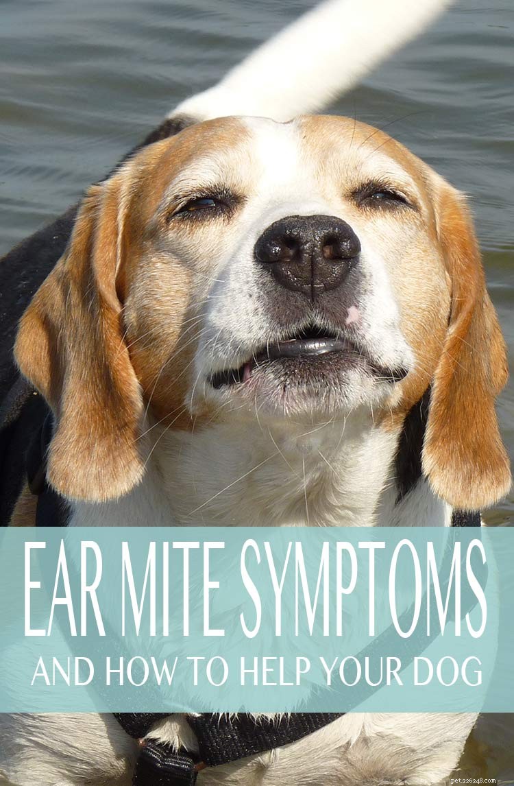犬の耳ダニ–原因、症状、治療 