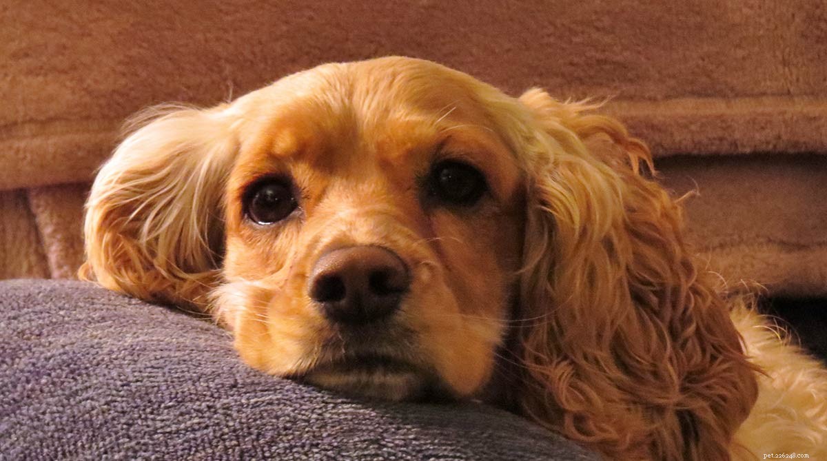 Hörselkvalster hos hundar – orsaker, symtom och behandling