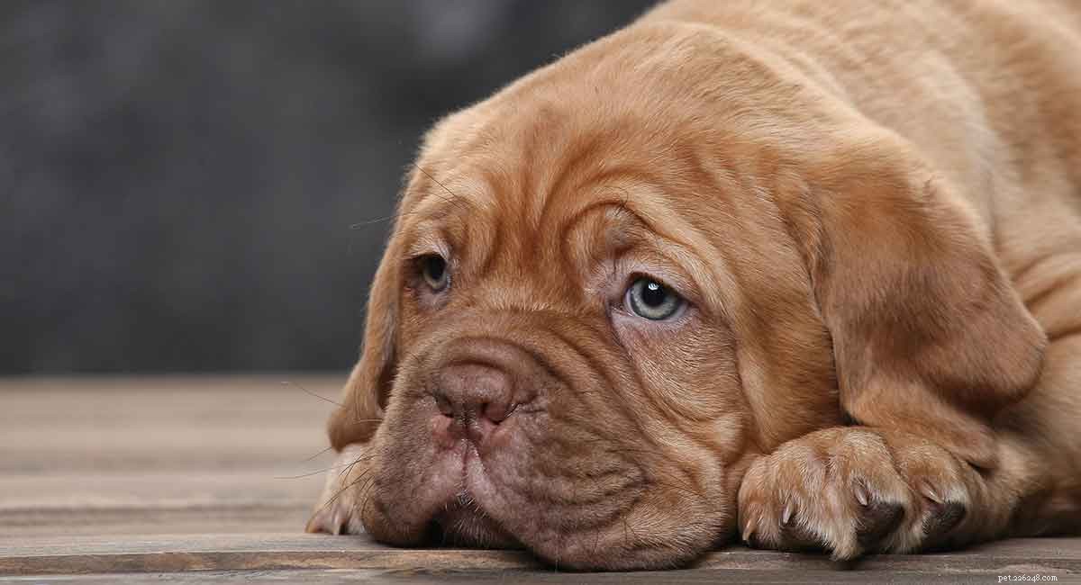 Hoe om te gaan met puppydiarree - wat de oorzaak is en wat te doen
