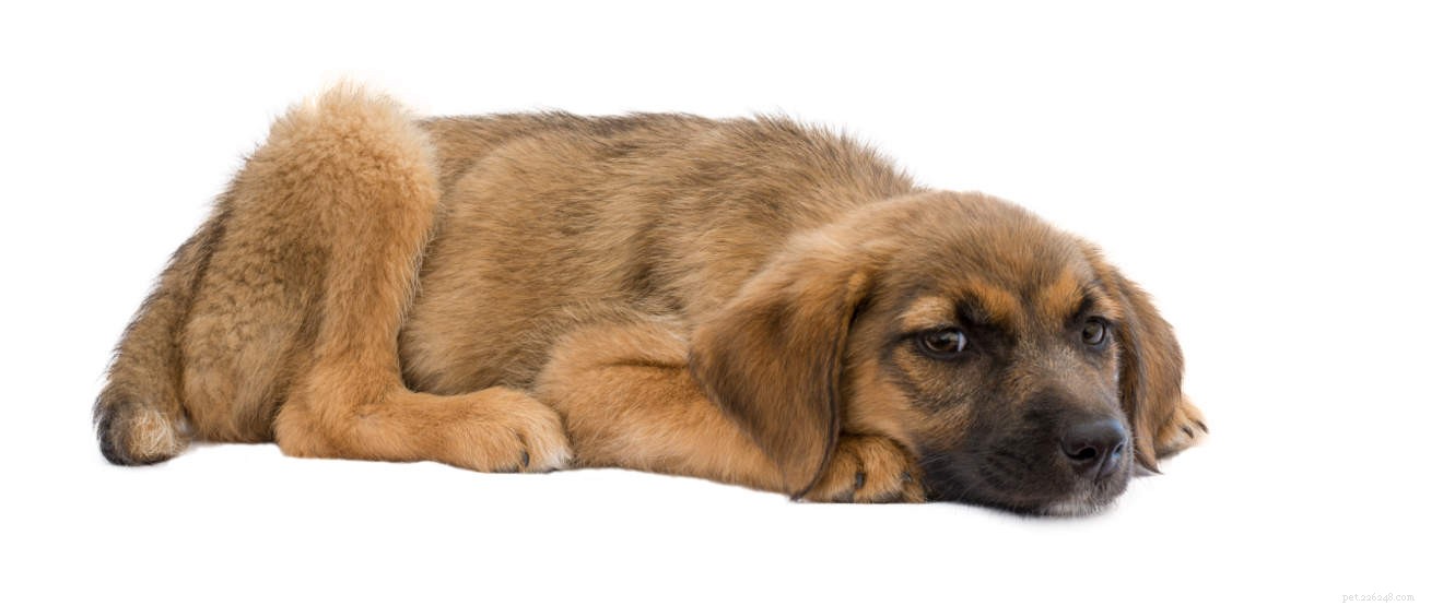 Come affrontare la diarrea del cucciolo:quali sono le cause e cosa fare