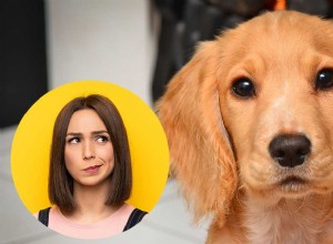 PRA em cães – o que significa atrofia progressiva da retina para o seu cachorro?