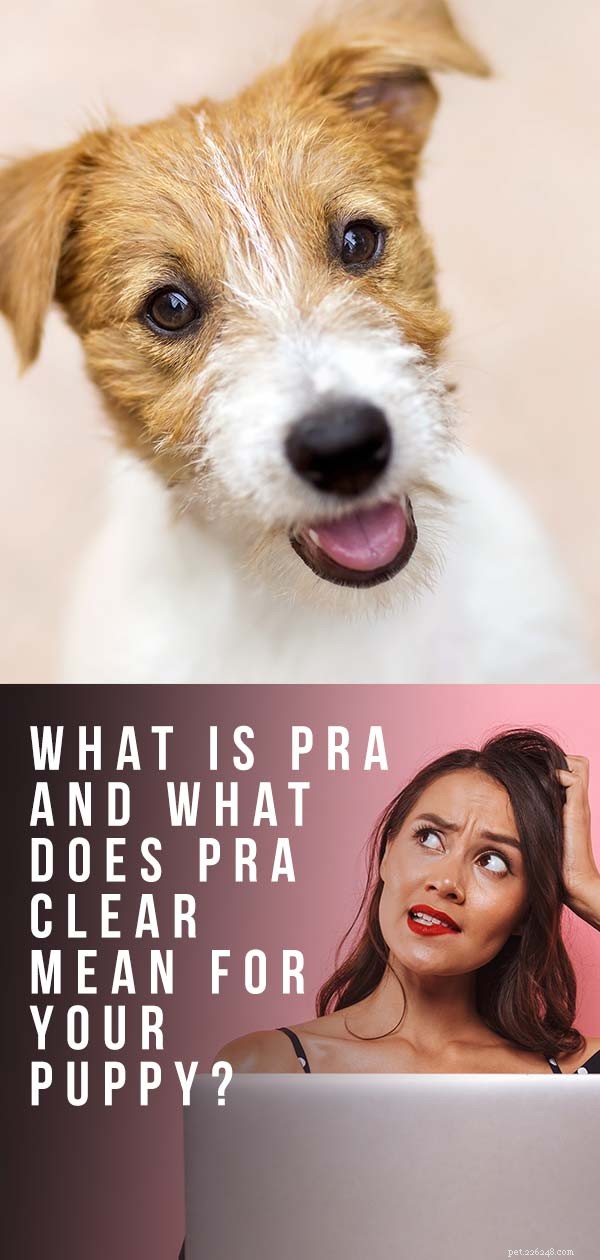 ARP chez le chien - Que signifie l atrophie rétinienne progressive pour votre chiot ?