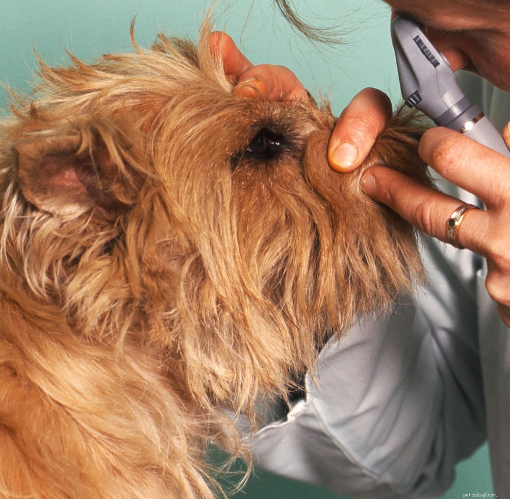 PRA em cães – o que significa atrofia progressiva da retina para o seu cachorro?