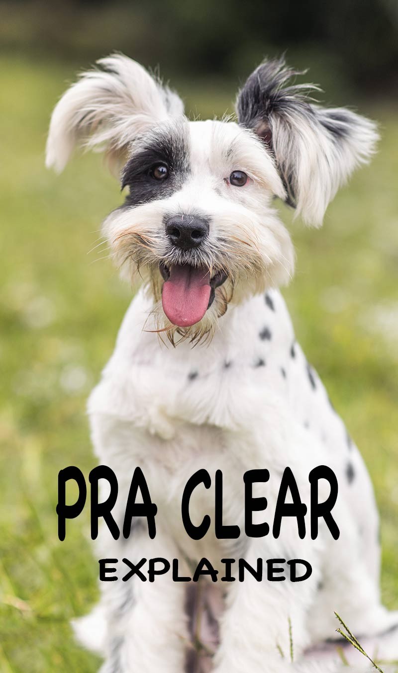 개의 PRA – 강아지에게 진행성 망막 위축은 무엇을 의미합니까?