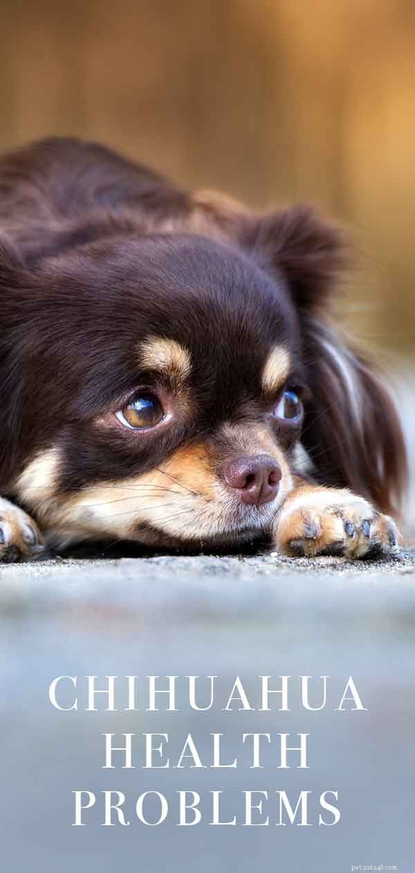 Chihuahua-gezondheidsproblemen - veelvoorkomende ziekten en belangrijke gezondheidstests