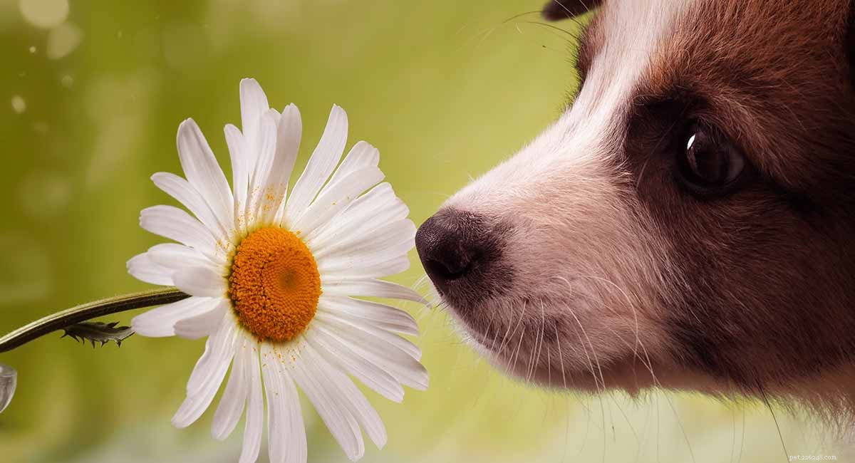 Собачья сенная лихорадка – Ветеринарное руководство по вопросу «Могут ли собаки болеть сенной лихорадкой?»