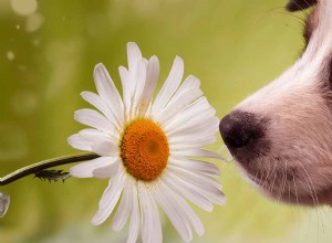 Dog Hayfever – Um guia veterinário para a pergunta “Os cães podem ter febre do feno?” 