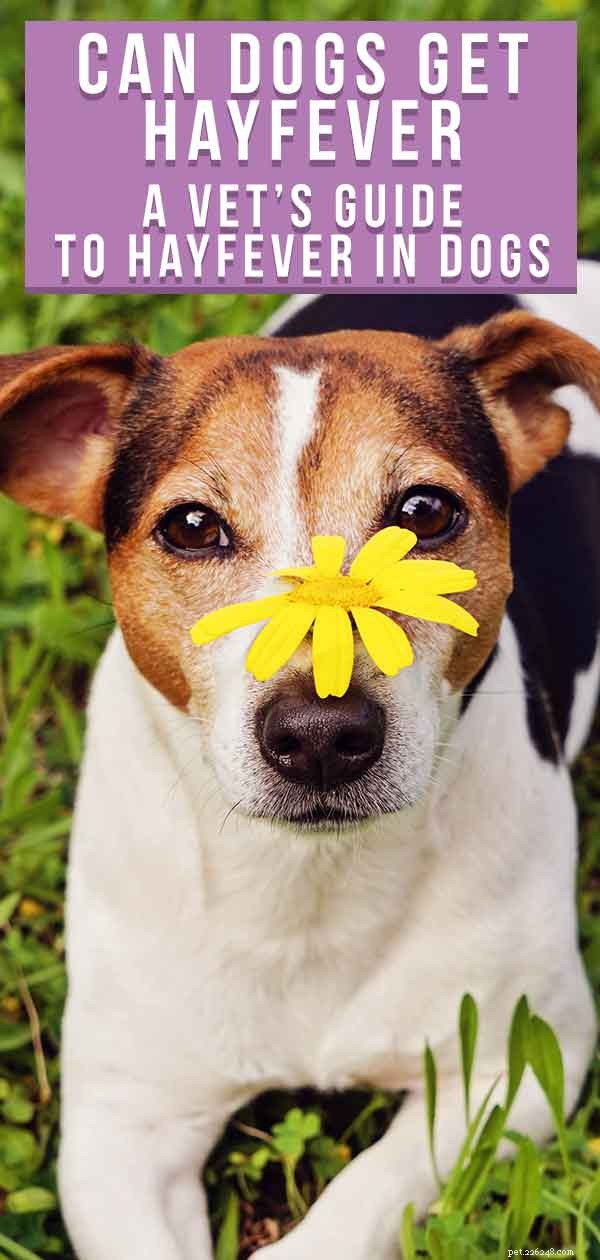 Febbre da fieno nel cane:una guida per veterinari alla domanda  I cani possono avere la febbre da fieno? 