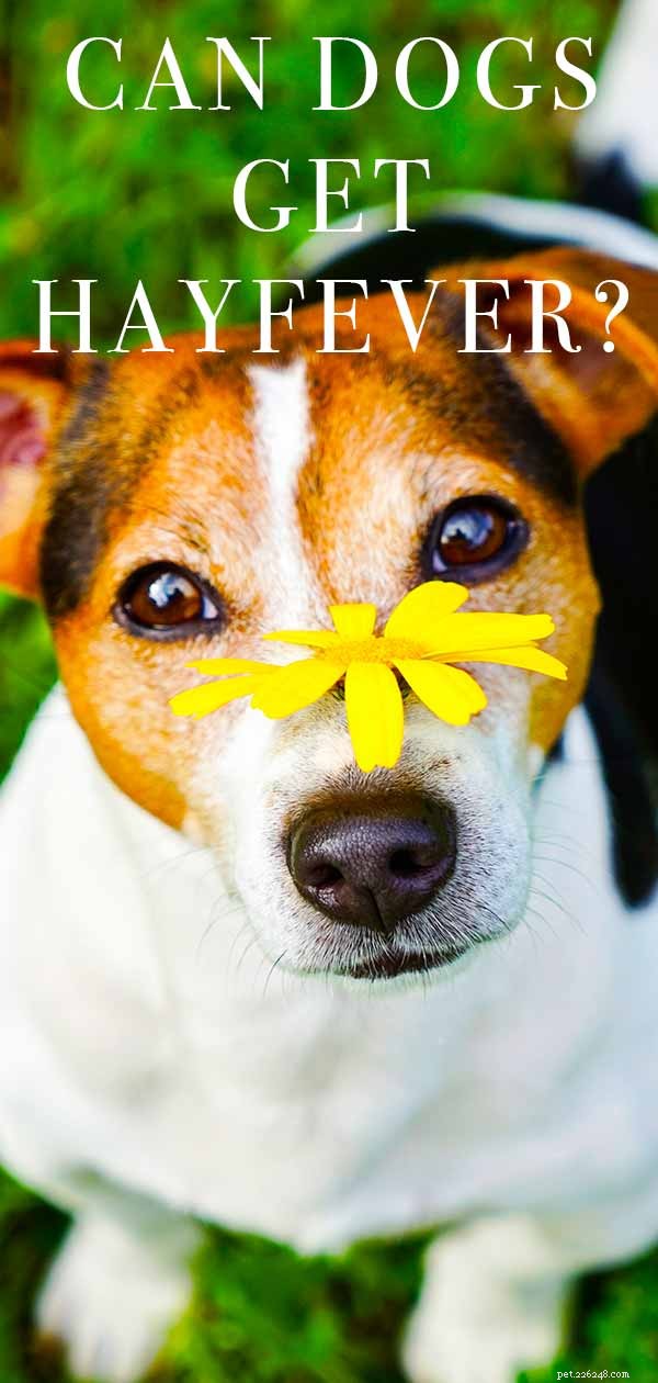 Dog Hayfever – En veterinärguide till frågan  Kan hundar få hösnuva? 