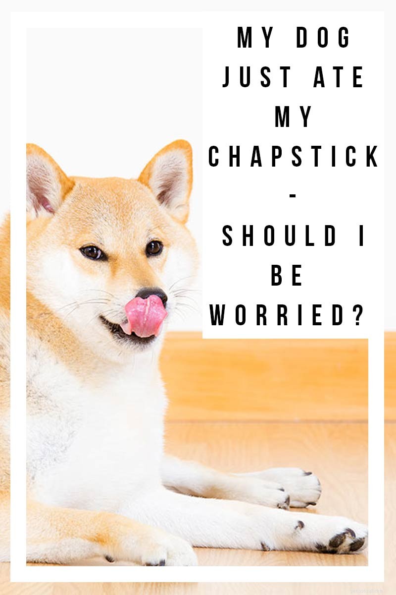 Mijn hond at chapstick!