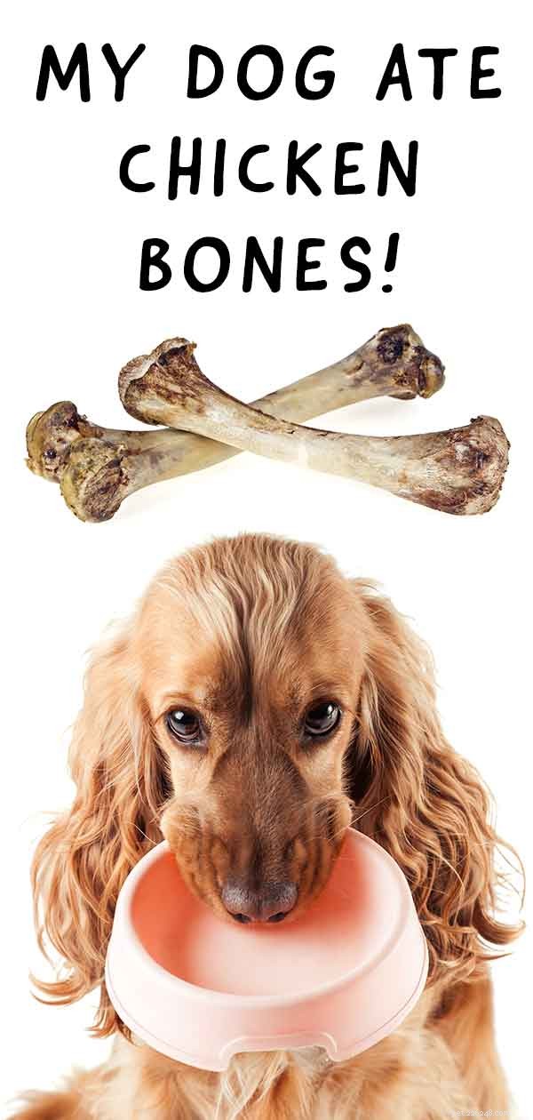 Il mio cane ha mangiato ossa di pollo:una guida veterinaria per i cani che mangiano ossa di pollo