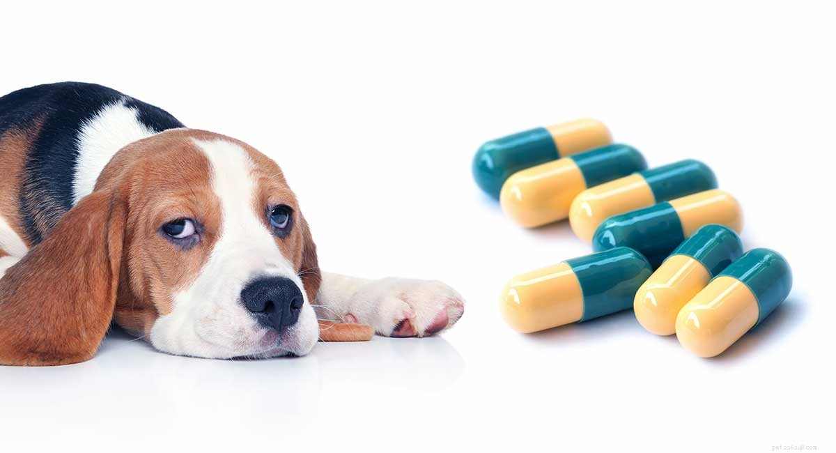 Tramadol för hundar – En husdjursägares guide till receptbelagd medicin