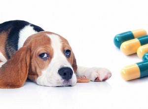 犬のためのトラマドール–処方薬へのペットの飼い主のガイド 