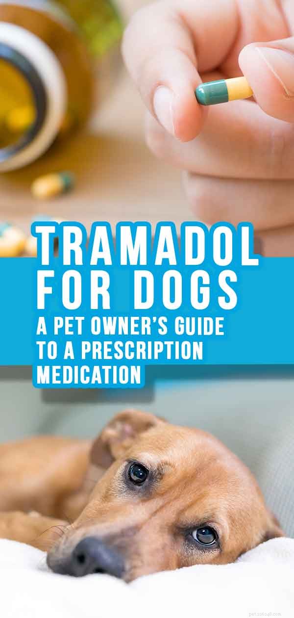 Tramadol for Dogs – 처방약에 대한 애완 동물 소유자 안내서