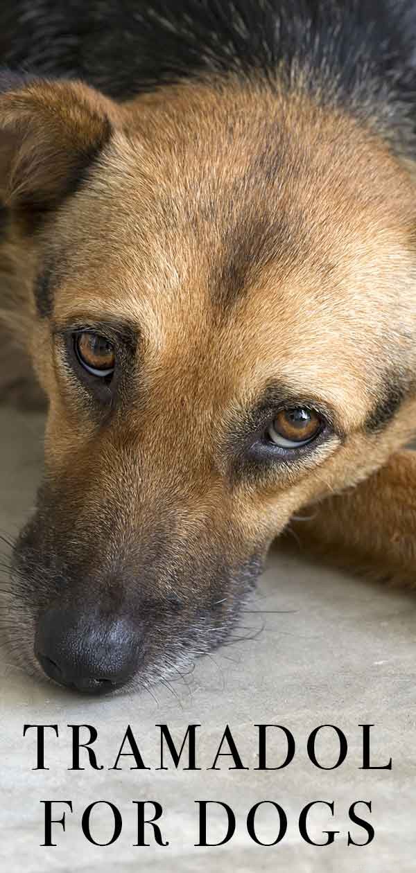 Tramadol för hundar – En husdjursägares guide till receptbelagd medicin