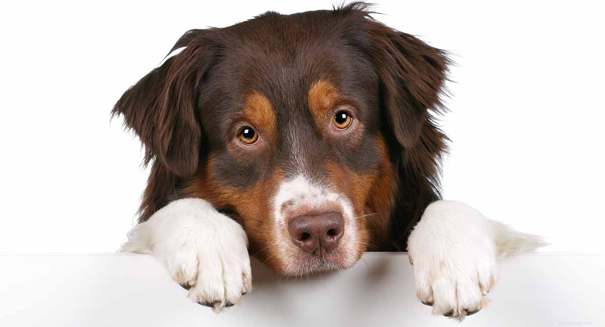 Трамадол для собак — руководство для владельцев домашних животных по отпускаемым по рецепту лекарствам