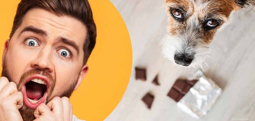 Hund åt choklad – känner igen symtom och vad du ska göra härnäst