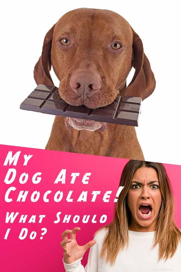 개는 초콜릿을 먹었습니다 – 증상 인식 및 다음에 해야 할 일