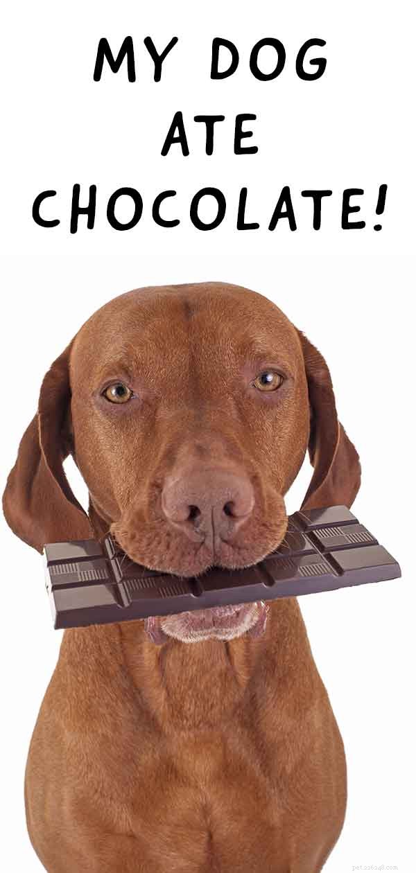 개는 초콜릿을 먹었습니다 – 증상 인식 및 다음에 해야 할 일