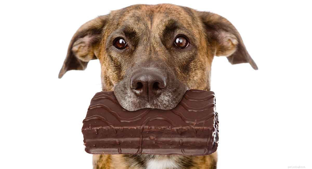 Собака съела шоколад – распознавание симптомов и дальнейшие действия
