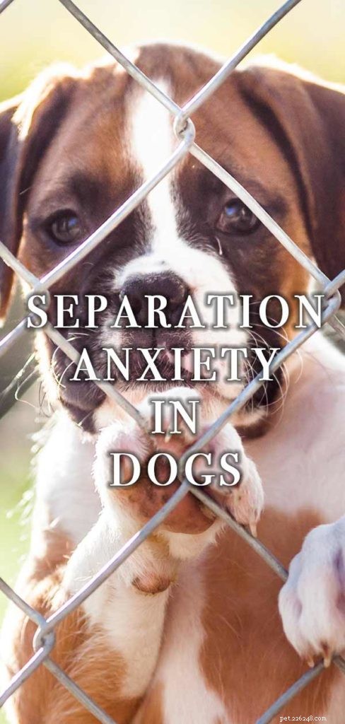 L anxiété de séparation chez les chiens – Apprendre à votre chien à être seul