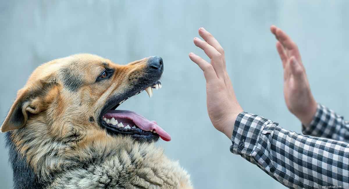 Léčba po kousnutí psem pro lidi a psy