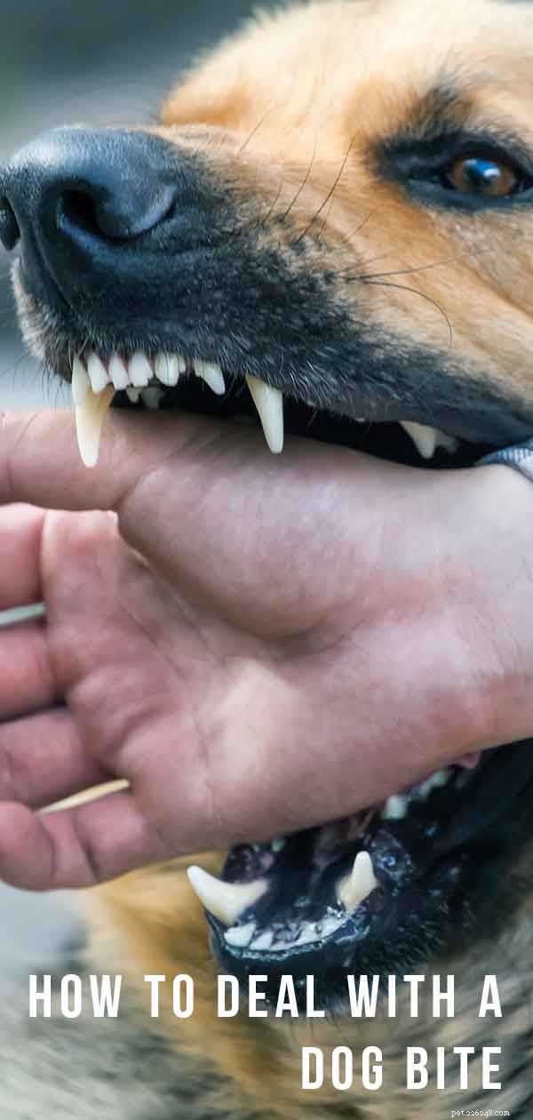 Tratamento de mordida de cachorro para humanos e cães