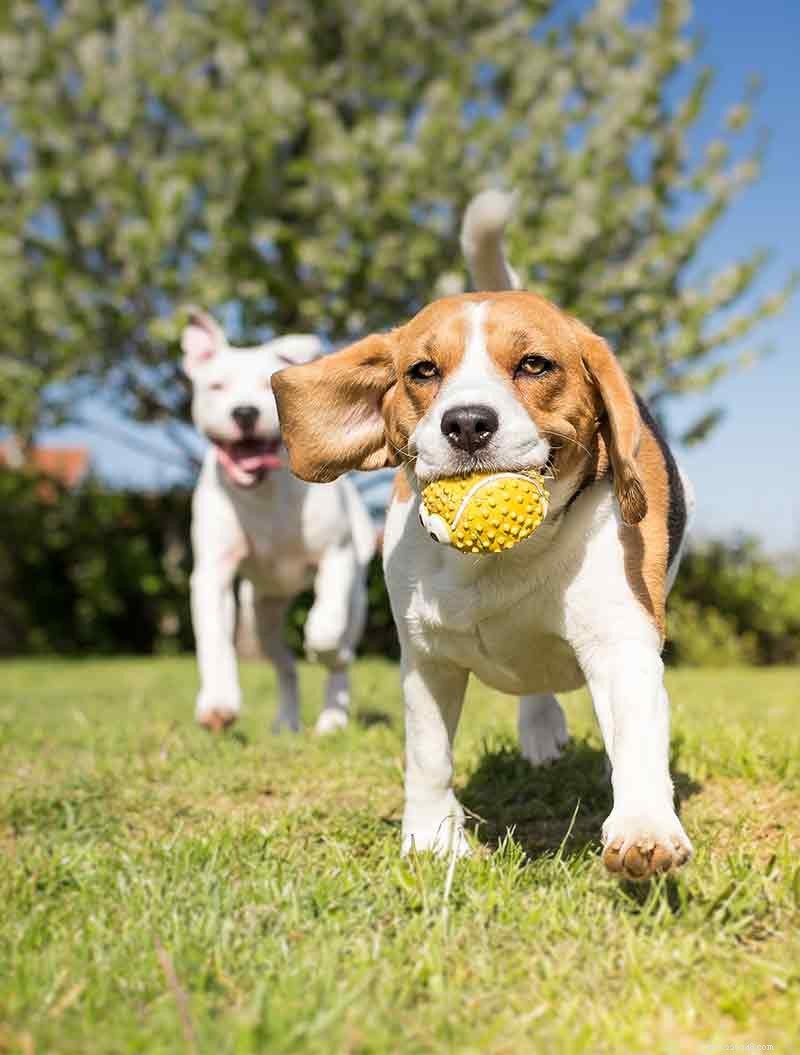 犬用のティーツリーオイル–それは本当に効果的ですか？ 