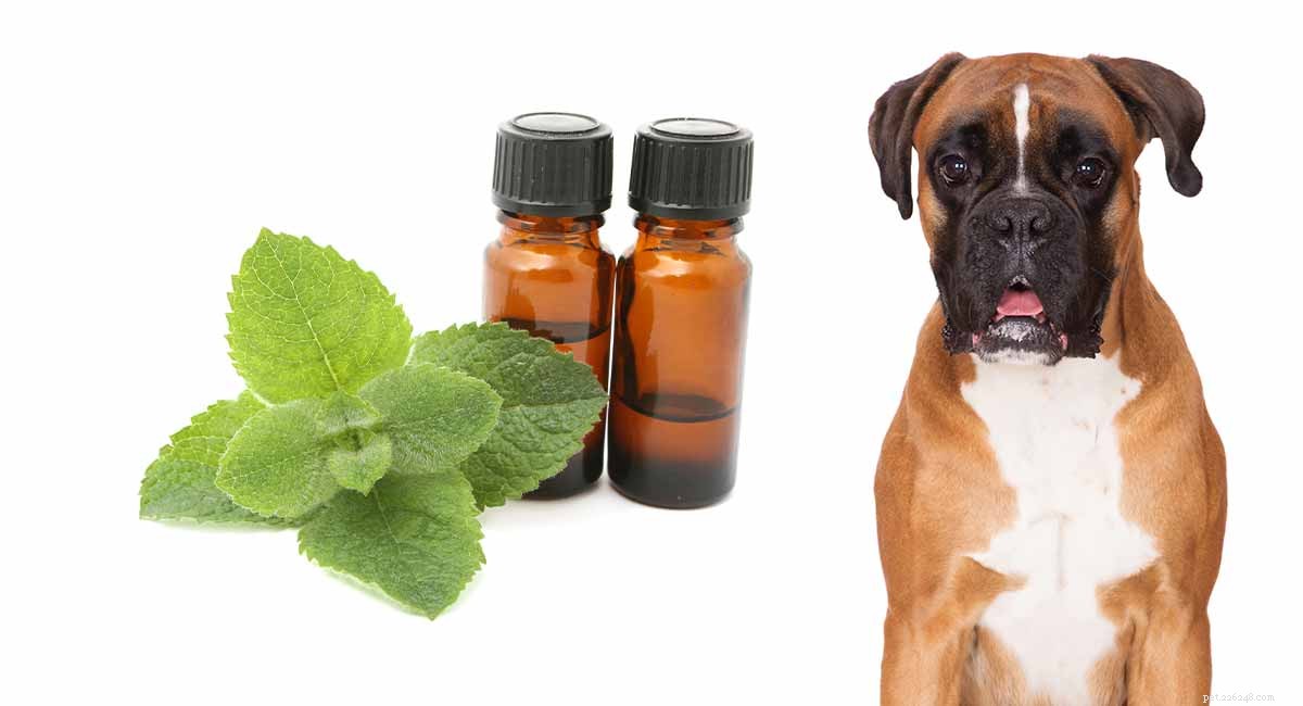L huile de menthe poivrée est-elle sans danger pour les chiens et tue-t-elle ou repousse-t-elle les puces ?