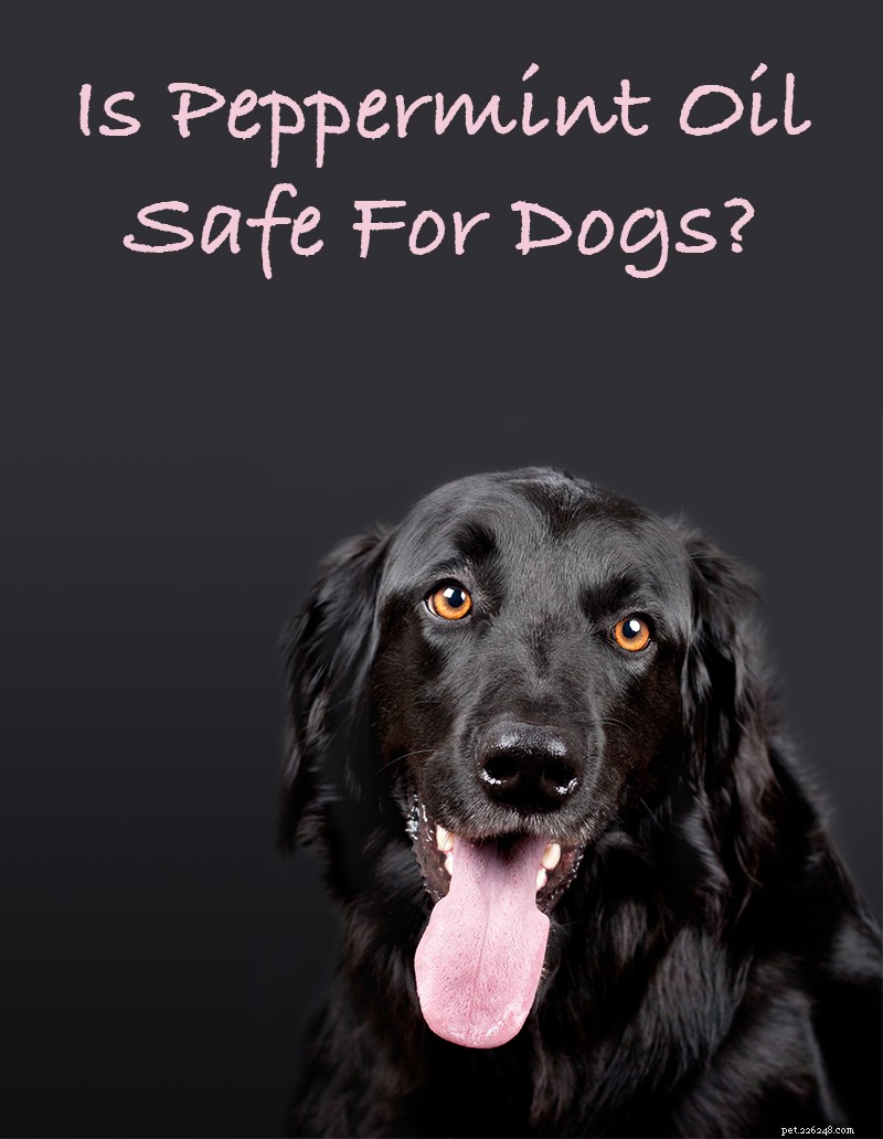 Är pepparmyntsolja säker för hundar och dödar eller stöter den bort loppor?