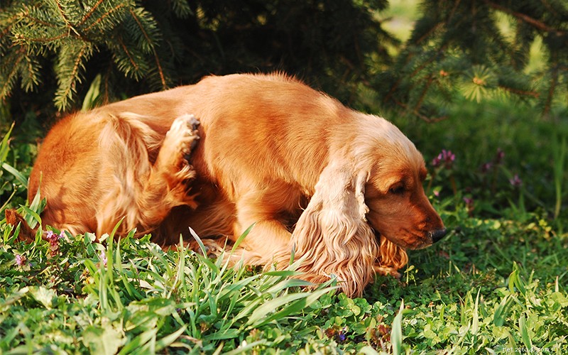 Is pepermuntolie veilig voor honden en doodt of stoot het vlooien af?