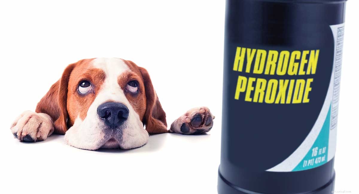 Perossido di idrogeno per cani:per cosa posso usarlo in sicurezza?