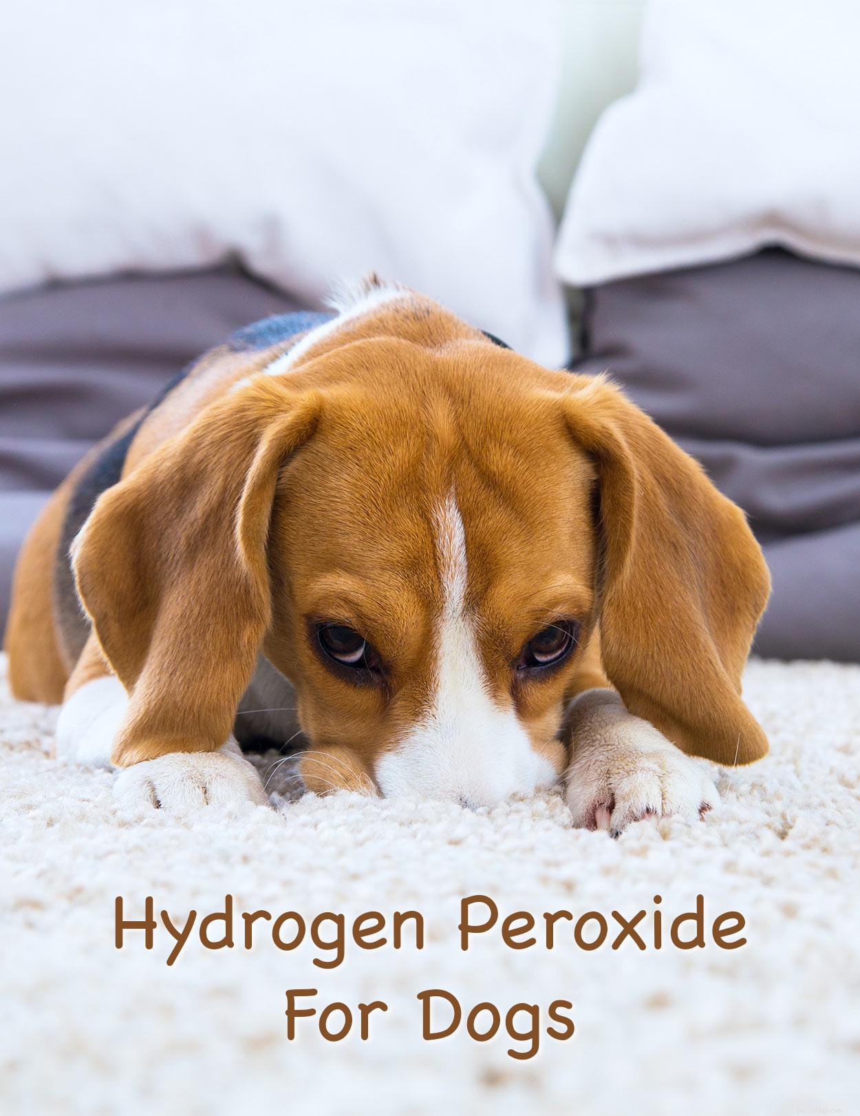 Peróxido de hidrogênio para cães – Para que posso usá-lo com segurança?