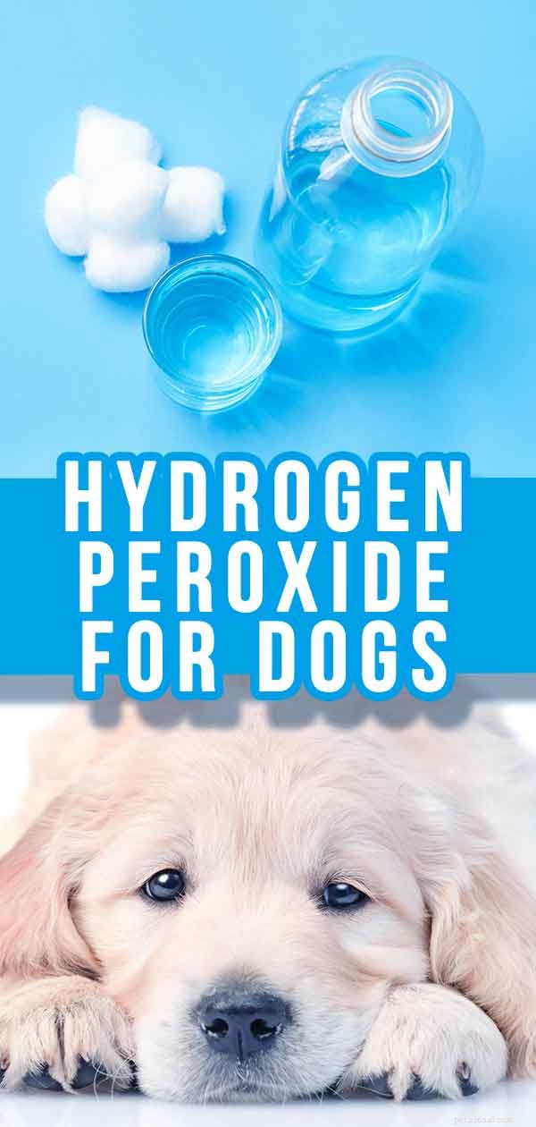 Peroxyde d hydrogène pour chiens - À quoi puis-je l utiliser en toute sécurité ?