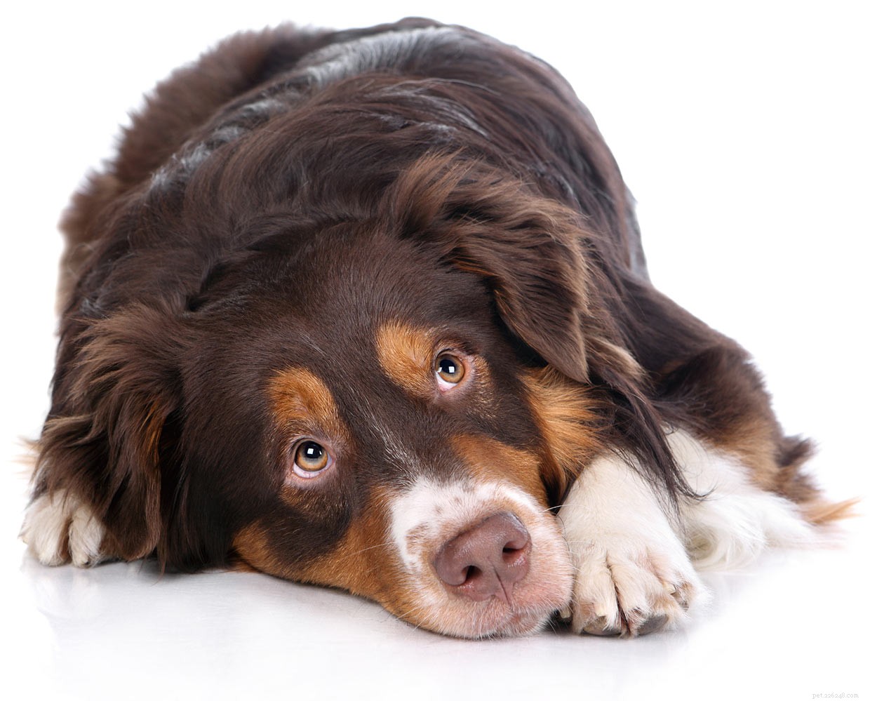 강아지용 과산화수소 – 무엇을 위해 안전하게 사용할 수 있습니까?