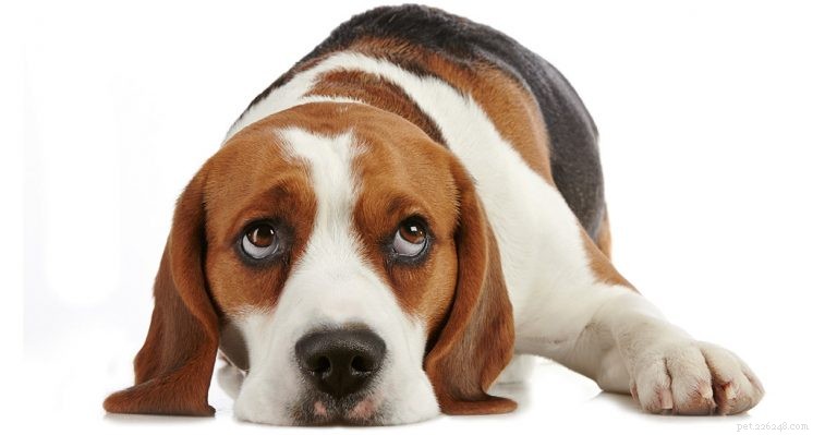Перекись водорода для собак – для чего ее можно безопасно использовать?
