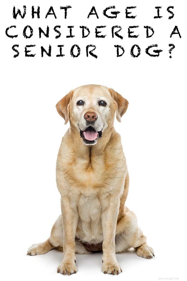 Vilken ålder anses vara en äldre hund?
