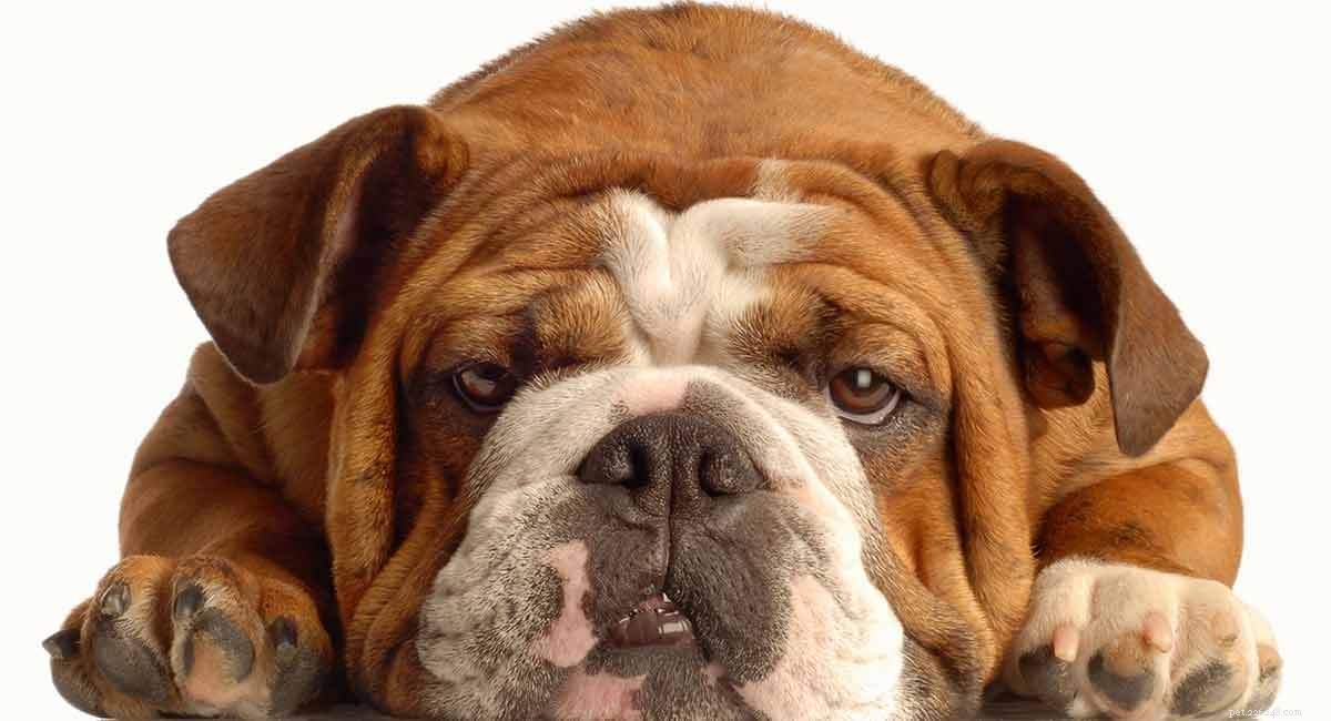 Durata della vita del bulldog inglese:quanto tempo vivono i bulldog inglesi?