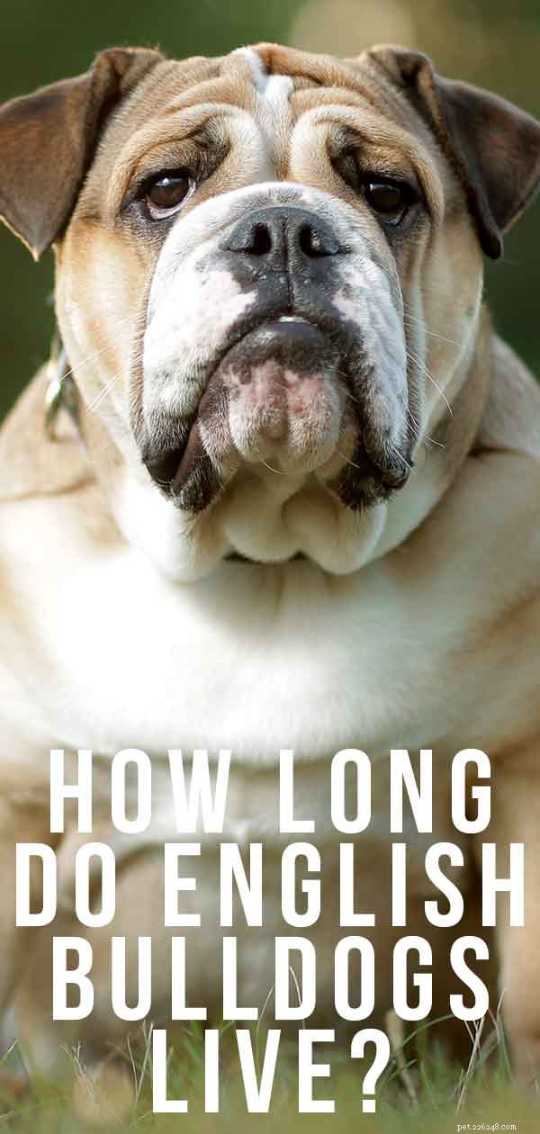 English Bulldog Lifespan:How Long Do English Bulldogs Live?