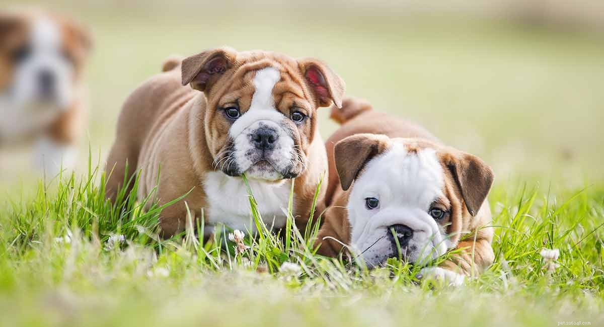 Levensduur Engelse Bulldog:hoe lang leven Engelse Bulldogs?
