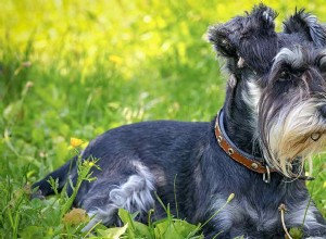 ミニチュアシュナウザーの寿命–あなたの犬はどのくらい生きますか？ 