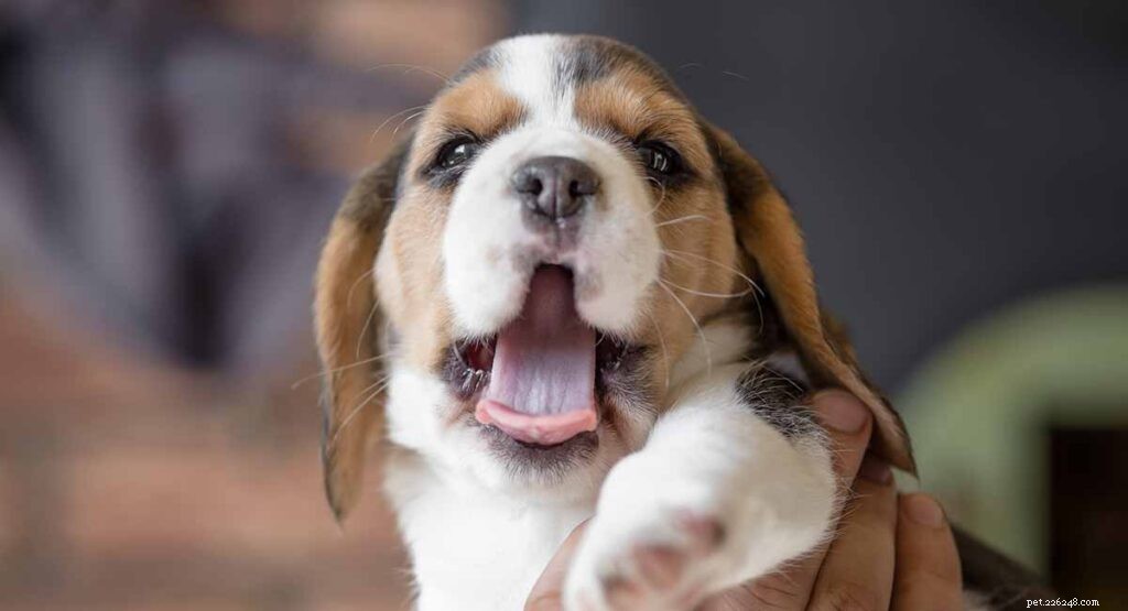 Nomes Beagle – 200 ótimas ideias para nomear seu Beagle