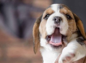 Beagle-namen – 200 geweldige ideeën om je beagle een naam te geven