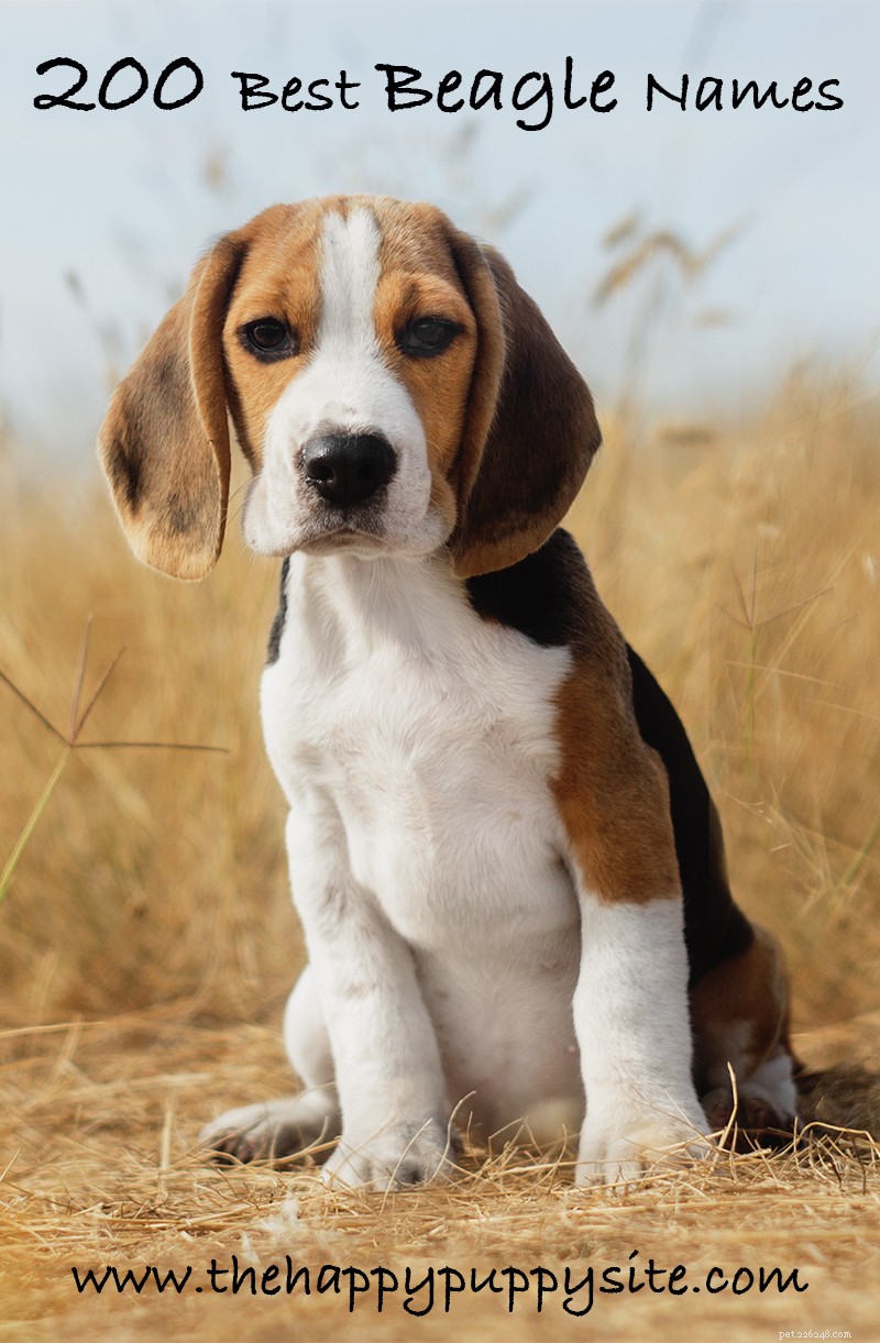Noms de Beagle – 200 bonnes idées pour nommer votre Beagle
