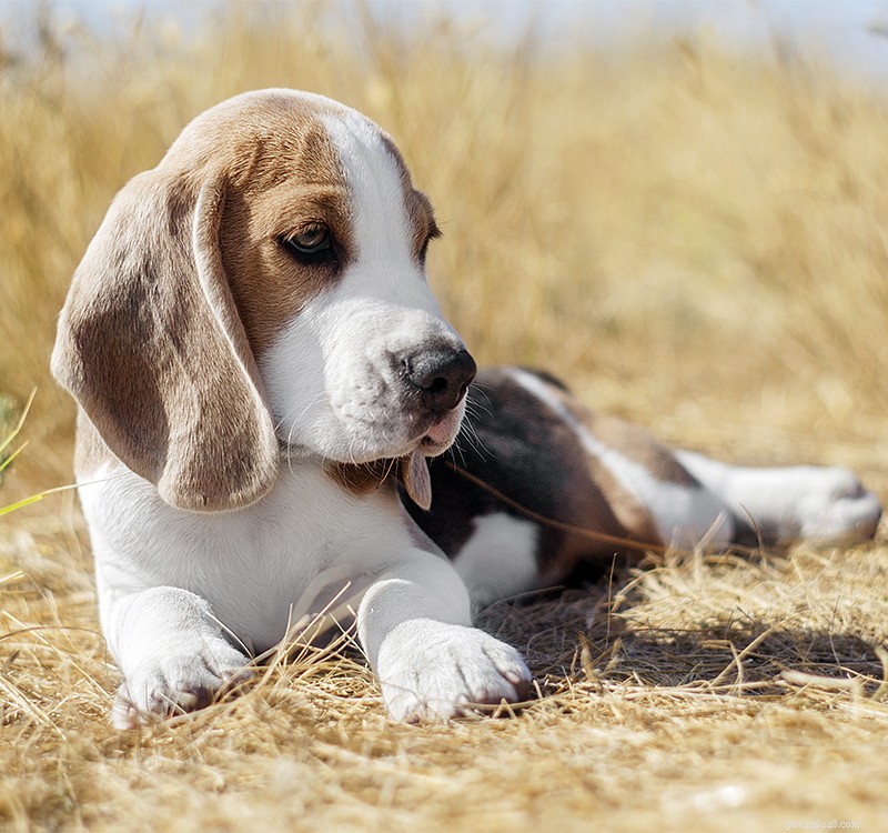Nomes Beagle – 200 ótimas ideias para nomear seu Beagle