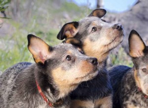 261 jmen Blue Heeler – od trendů k tradičním a s tématikou honáckých psů